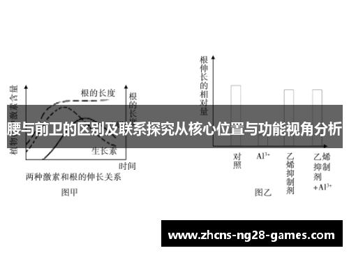 腰与前卫的区别及联系探究从核心位置与功能视角分析 腰与前卫的区别及联系探究从核心位置与功能视角分析
